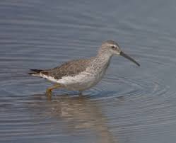 Image result for Calidris himantopus