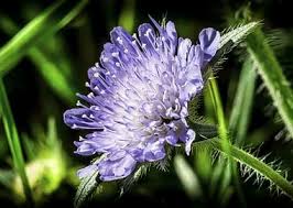 Attēlu rezultāti vaicājumam “Knautia arvensis flower”