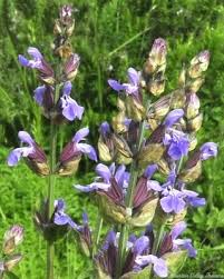 Image result for Salvia officinalis