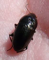 Attēlu rezultāti vaicājumam “Amara sp.”