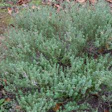 Image result for Origanum vulgare