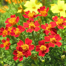 Attēlu rezultāti vaicājumam “Tagetes”