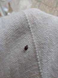 Attēlu rezultāti vaicājumam “Anthrenus museorum”