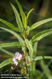 Attēlu rezultāti vaicājumam “Veronica scutellata flower”