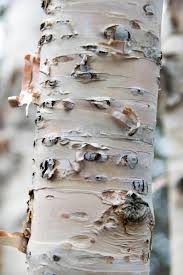 Attēlu rezultāti vaicājumam “Betula papyrifera”