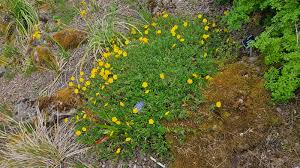 Attēlu rezultāti vaicājumam “Helianthemum nummularium fruit”