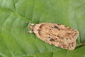 Attēlu rezultāti vaicājumam “Agonopterix aranella”