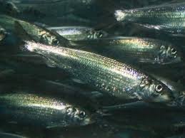 Image result for Clupea harengus