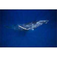 Image result for Megaptera novaeangliae