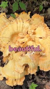 Attēlu rezultāti vaicājumam “Hapalopilus croceus”