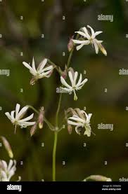 Attēlu rezultāti vaicājumam “Silene nutans flower”