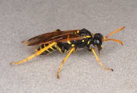 Attēlu rezultāti vaicājumam “Tenthredo scrophulariae”