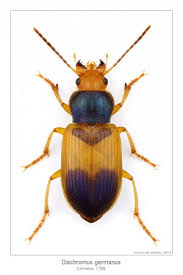 Attēlu rezultāti vaicājumam “Diachromus germanus”