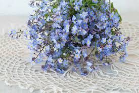 Attēlu rezultāti vaicājumam “Myosotis scorpioides bud”