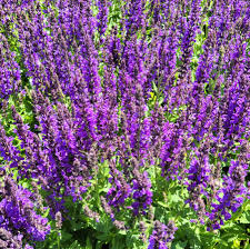 Image result for Salvia nemorosa