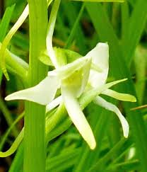 Attēlu rezultāti vaicājumam “Platanthera bifolia flower”