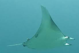 Image result for Mobula thurstoni