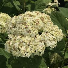 Attēlu rezultāti vaicājumam “Hydrangea arborescens”