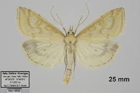 Attēlu rezultāti vaicājumam “Udea lutealis”