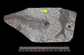 Attēlu rezultāti vaicājumam “Chara filiformis”