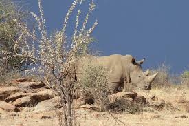 Image result for Rhyl Rhinos