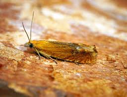 Attēlu rezultāti vaicājumam “Lathronympha strigana”