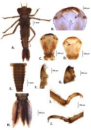 Attēlu rezultāti vaicājumam “Callimorpha dominula larva”