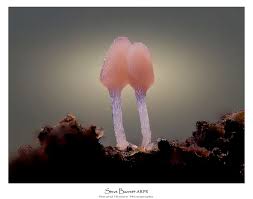 Attēlu rezultāti vaicājumam “Hemitrichia chrysospora sessile”