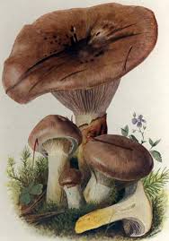 Attēlu rezultāti vaicājumam “Gomphidius glutinosus”