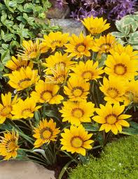 Image result for Gazanien