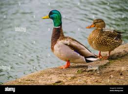 Attēlu rezultāti vaicājumam “Anas platyrhynchos male”