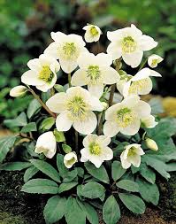 Attēlu rezultāti vaicājumam “Helleborus niger”