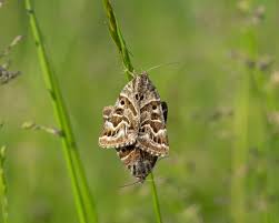 Attēlu rezultāti vaicājumam “Callistege mi”