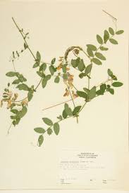 Attēlu rezultāti vaicājumam “Leguminosae”