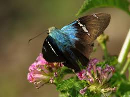 Attēlu rezultāti vaicājumam “Euphydrias aurinia upperside”