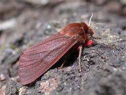 Attēlu rezultāti vaicājumam “Phragmatobia fuliginosa”