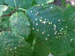 Attēlu rezultāti vaicājumam “Eriophyes laevis”