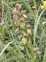 Attēlu rezultāti vaicājumam “Coeloglossum viride flower”