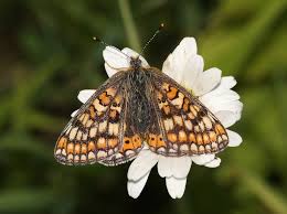 Attēlu rezultāti vaicājumam “Euphydrias aurinia”