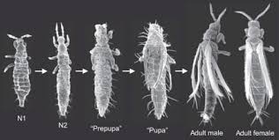 Attēlu rezultāti vaicājumam “Thysanoptera”