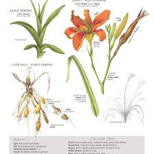 Attēlu rezultāti vaicājumam “Lilium lancifolium bud”