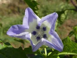 Attēlu rezultāti vaicājumam “Nicandra physalodes”