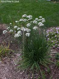 Image result for Allium tuberosum