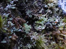 Attēlu rezultāti vaicājumam “Cladonia norvegica”