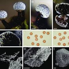 Attēlu rezultāti vaicājumam “Physarum, Nannengaella sp.”