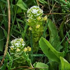 Attēlu rezultāti vaicājumam “Trichia ambigua”