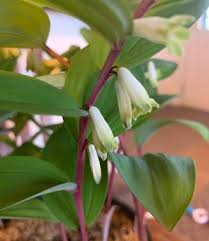 Attēlu rezultāti vaicājumam “Polygonatum odoratum flower”