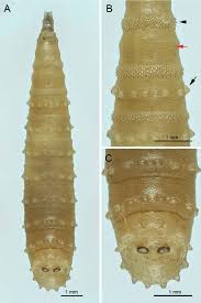 Attēlu rezultāti vaicājumam “Diacrisia sannio larva”