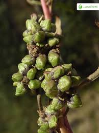 Attēlu rezultāti vaicājumam “Persicaria lapathifolia fruit”
