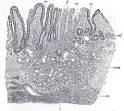 Mucus membrane | Ask.com Encyclopedia